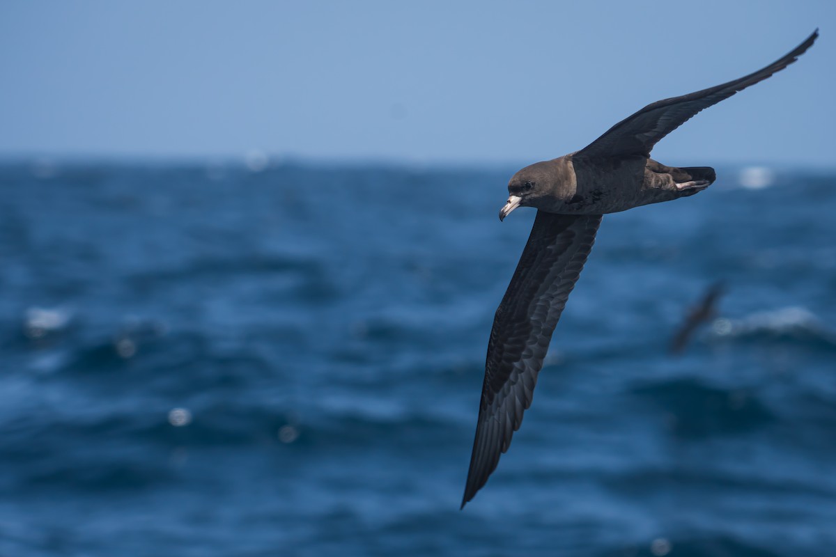 Flesh-footed Shearwater - ML611081719