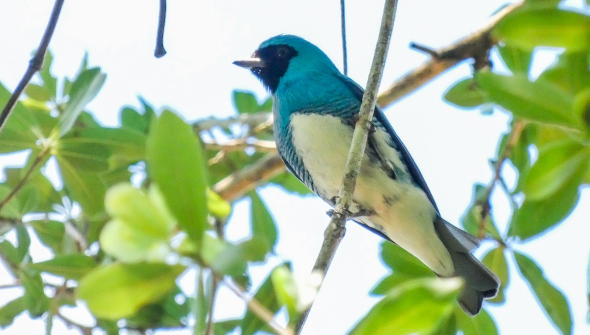 Swallow Tanager - ML611081726