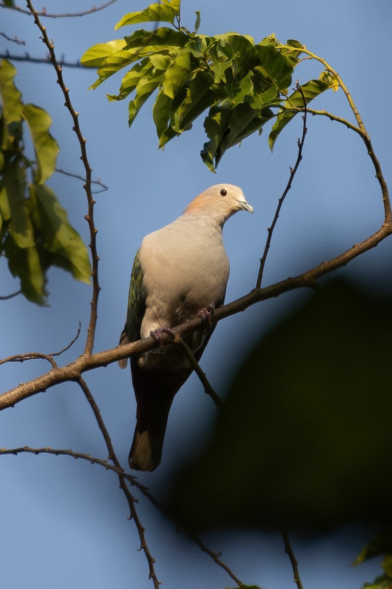 Green Imperial-Pigeon (Rufous-naped) - Tom Broughton