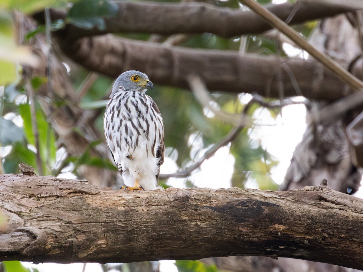 Sulawesi Goshawk - Tom Broughton