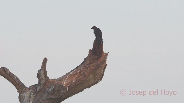 Gray-breasted Martin - ML611081764