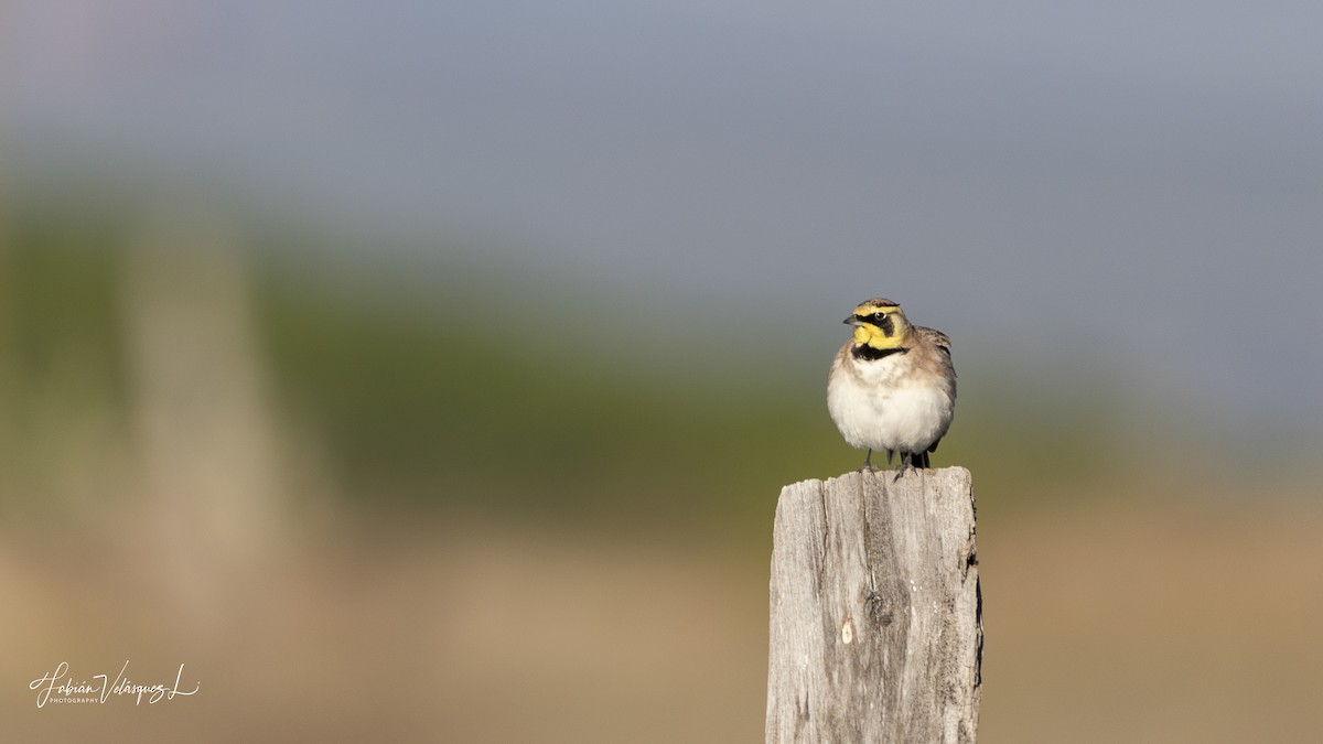 Horned Lark (Mexican) - ML611081856