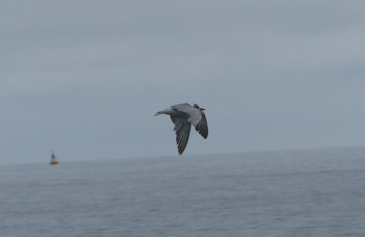 Black Tern - ML611081877