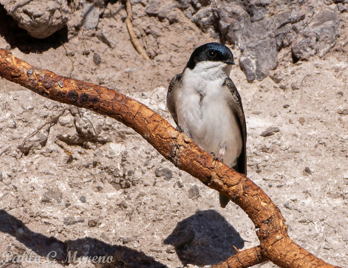 Blue-and-white Swallow - Pablo Moreno