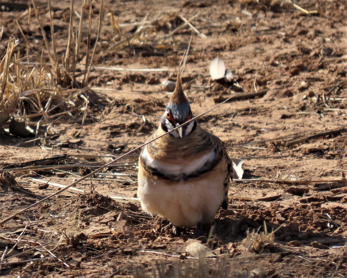 Spinifex Pigeon - David Niland