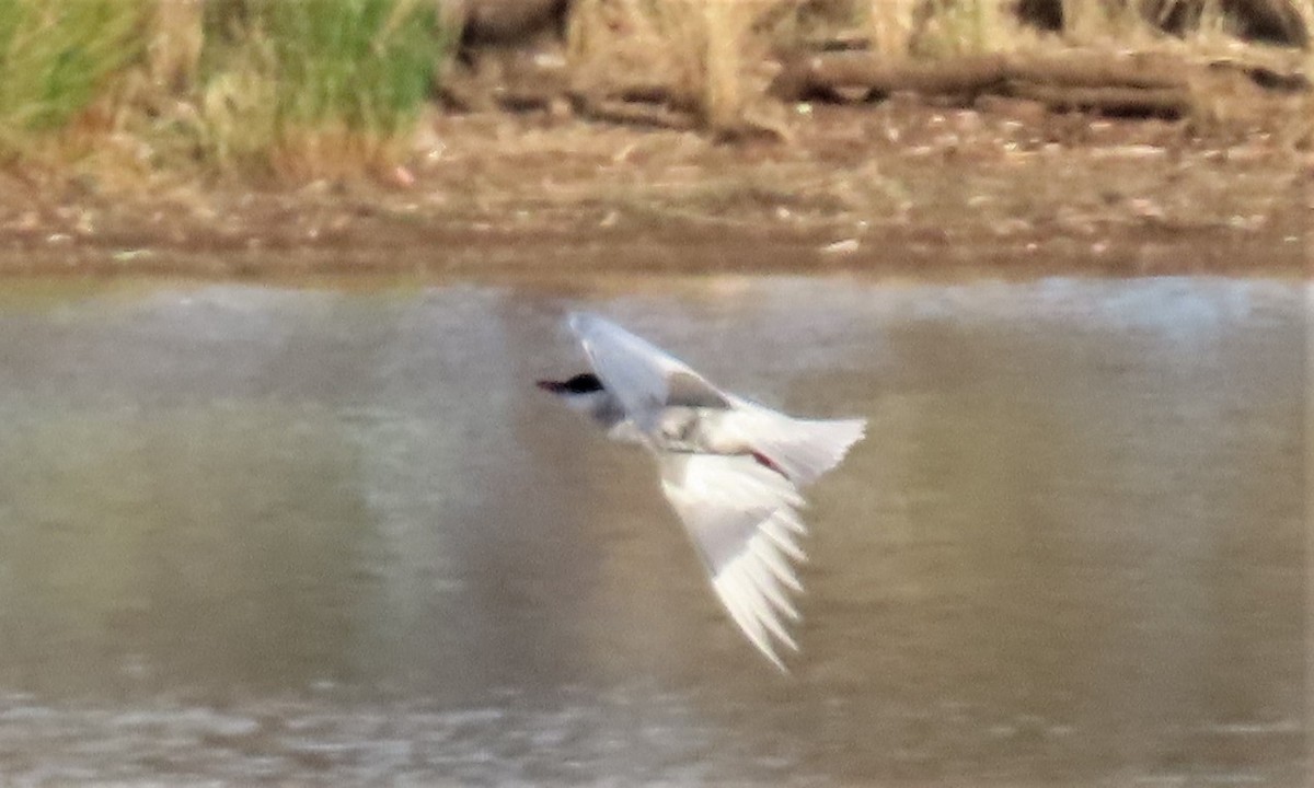 Whiskered Tern - David Niland