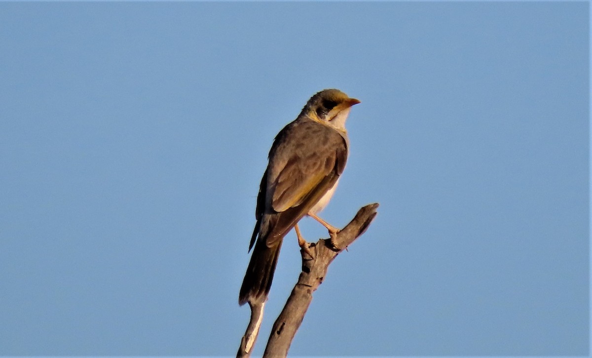 Yellow-throated Miner - David Niland