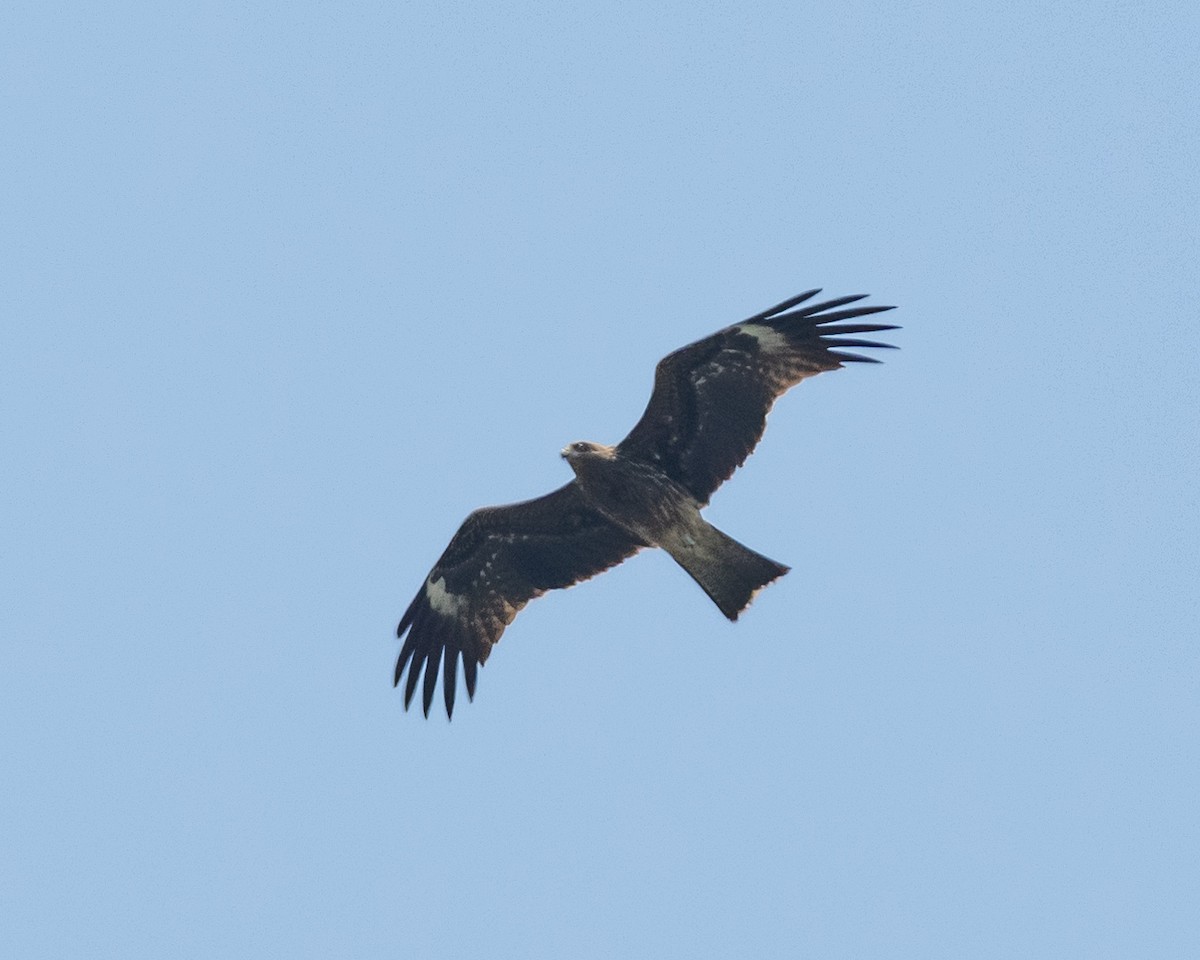Black Kite (Black-eared) - ML611081980