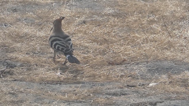 Eurasian Hoopoe - ML611081987