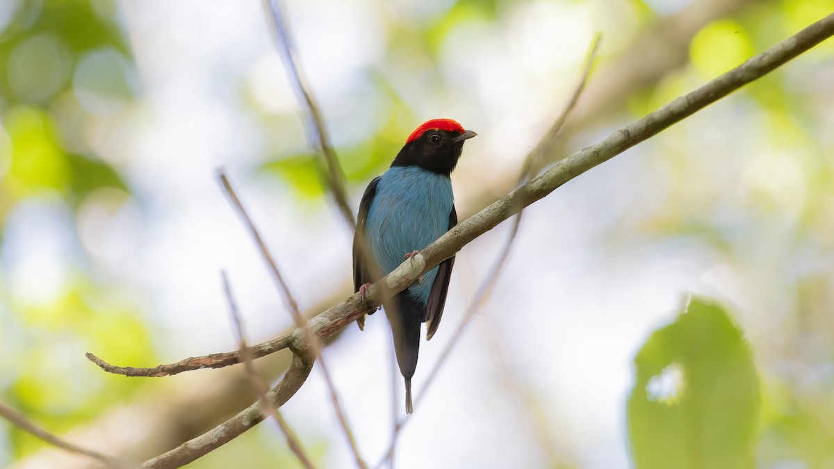 Swallow-tailed Manakin - Ricardo Mitidieri