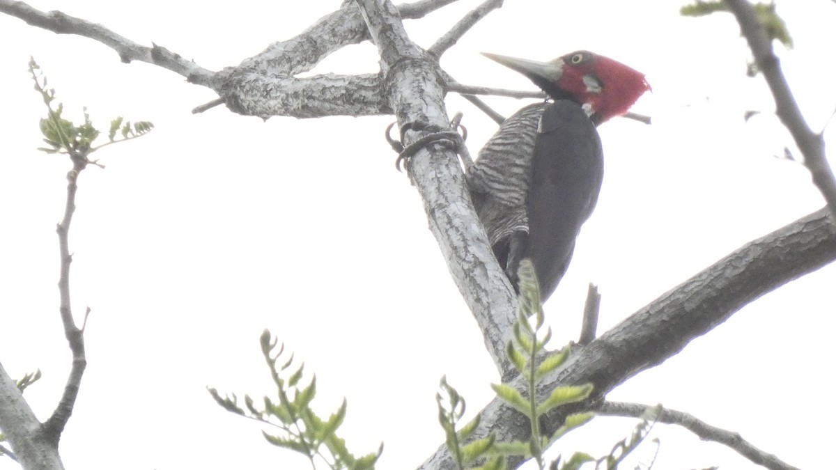 Crimson-crested Woodpecker - ML611082157