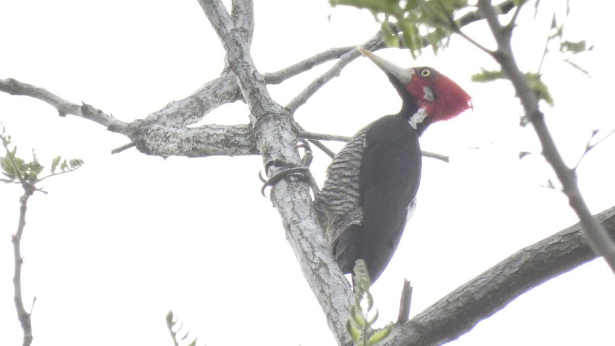 Crimson-crested Woodpecker - ML611082158
