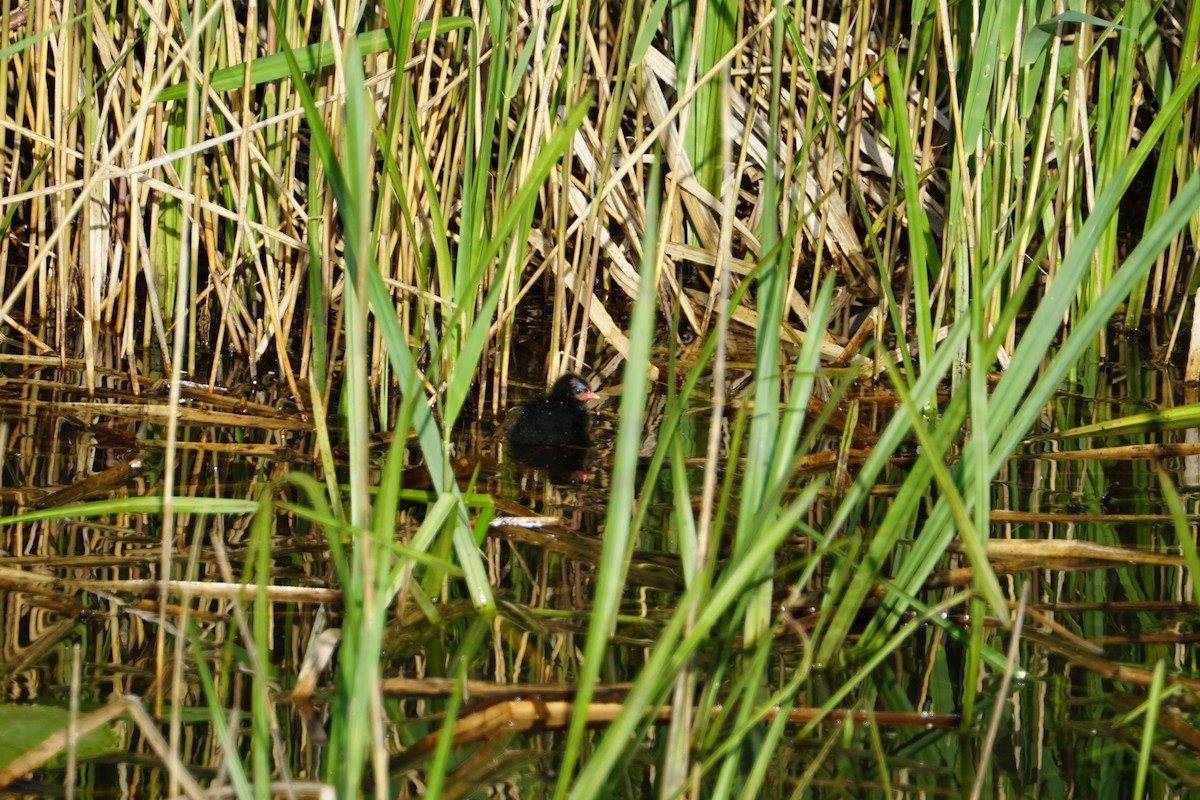 Eurasian Moorhen - Tom Stadtmüller