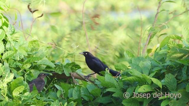 Carib Grackle - ML611082192