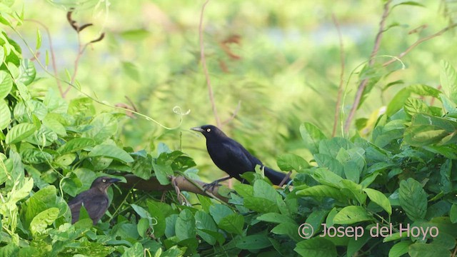 Carib Grackle - ML611082192