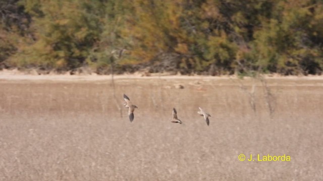 Ganga unibande - ML611082198