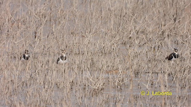 Northern Lapwing - ML611082200