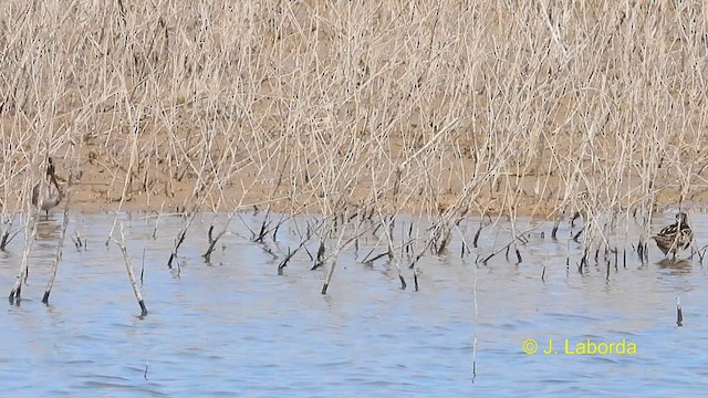 Common Snipe - ML611082201