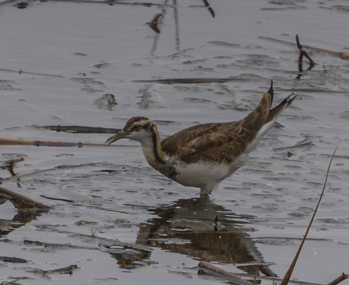 Pheasant-tailed Jacana - ML611082215