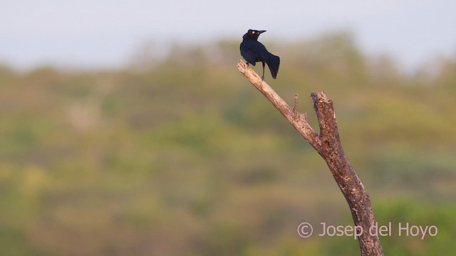 Carib Grackle - ML611082241