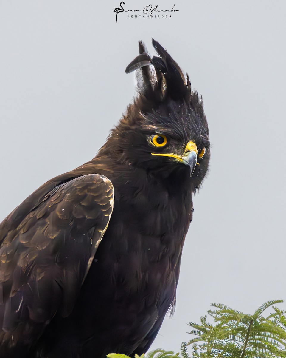 Long-crested Eagle - ML611082244