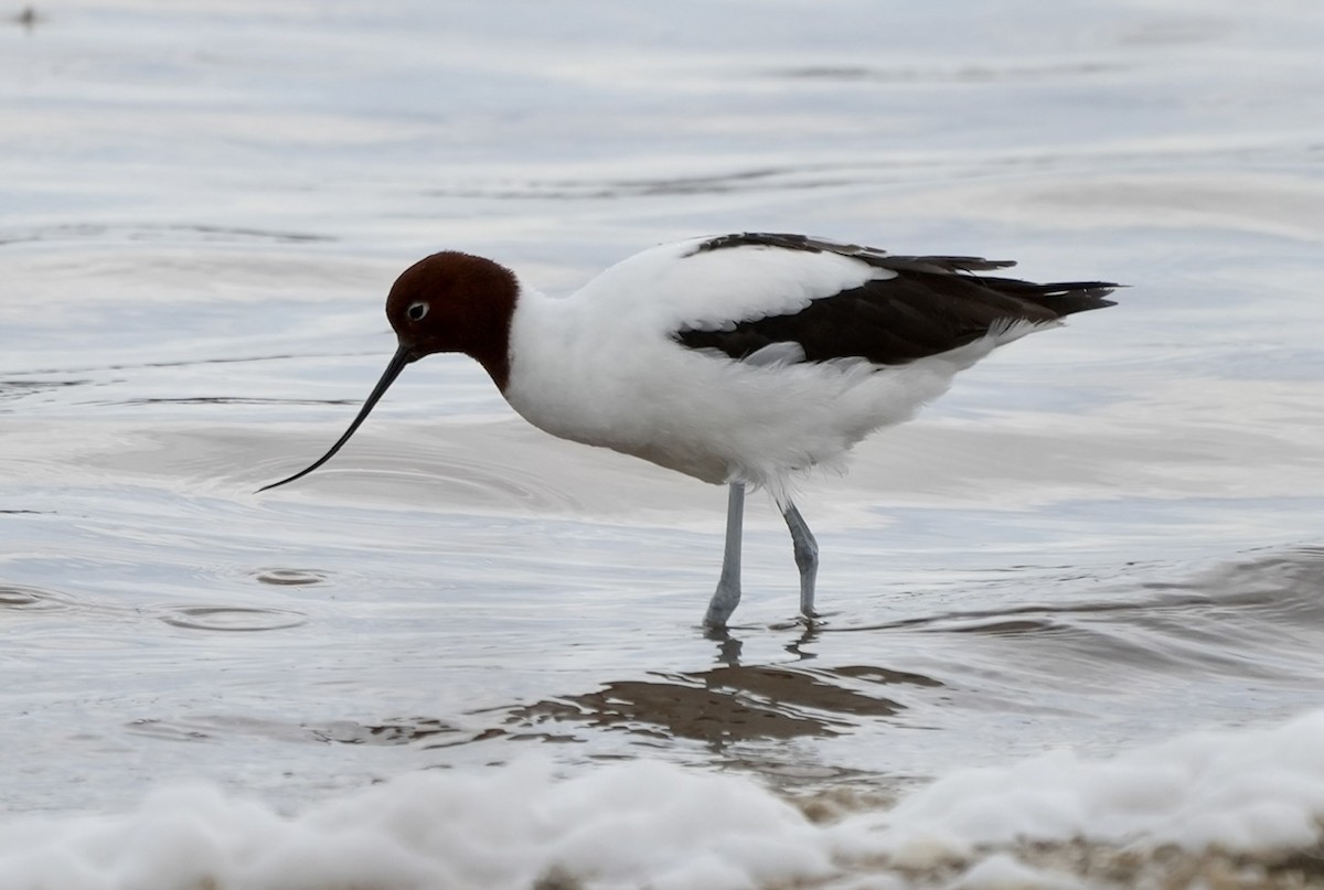 Red-necked Avocet - Anthony Schlencker