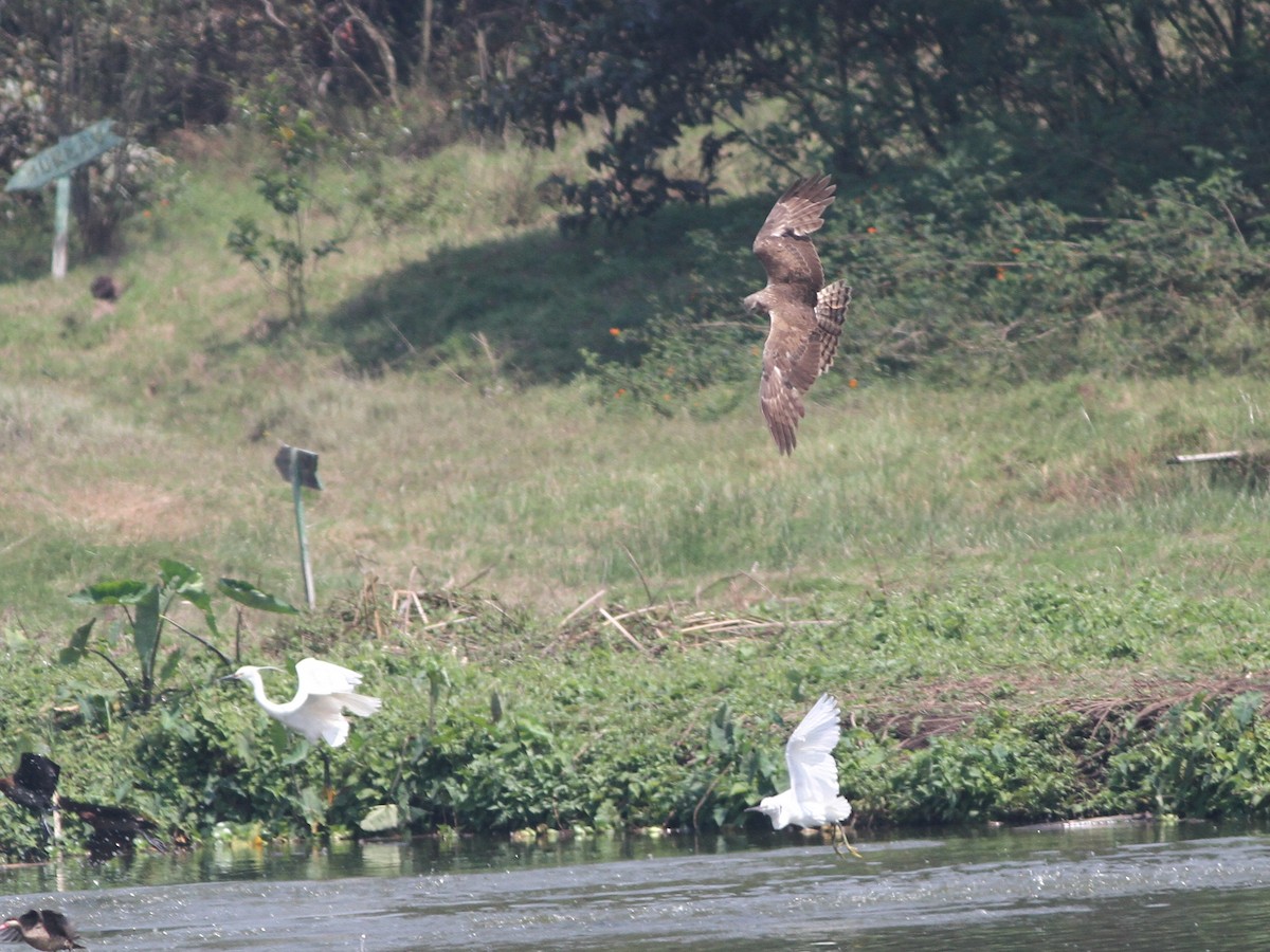 Malagasy Harrier - Charley Hesse TROPICAL BIRDING