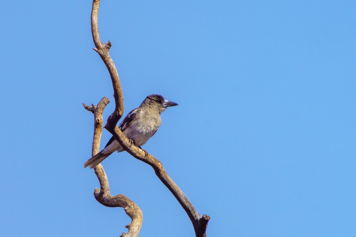 Pied Butcherbird - ML611082570