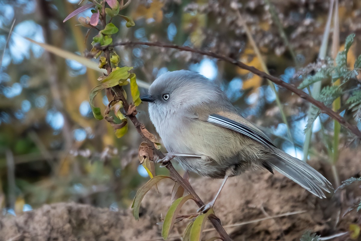 Gray-hooded Fulvetta - ML611082572