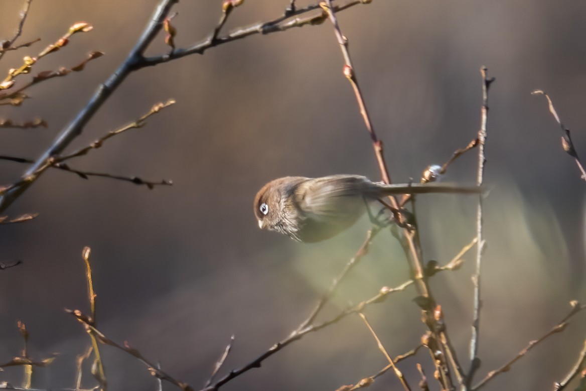 Paradoxornis à lunettes - ML611082577