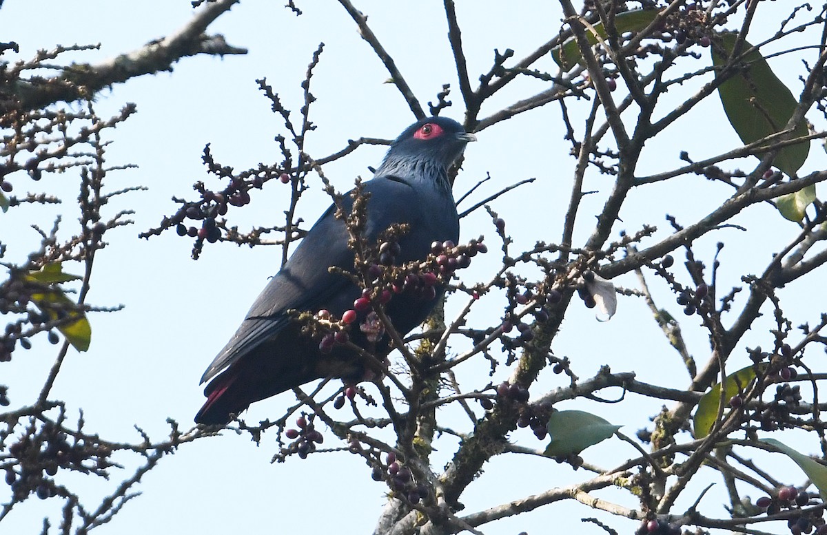 Madagascar Blue-Pigeon - ML611082593