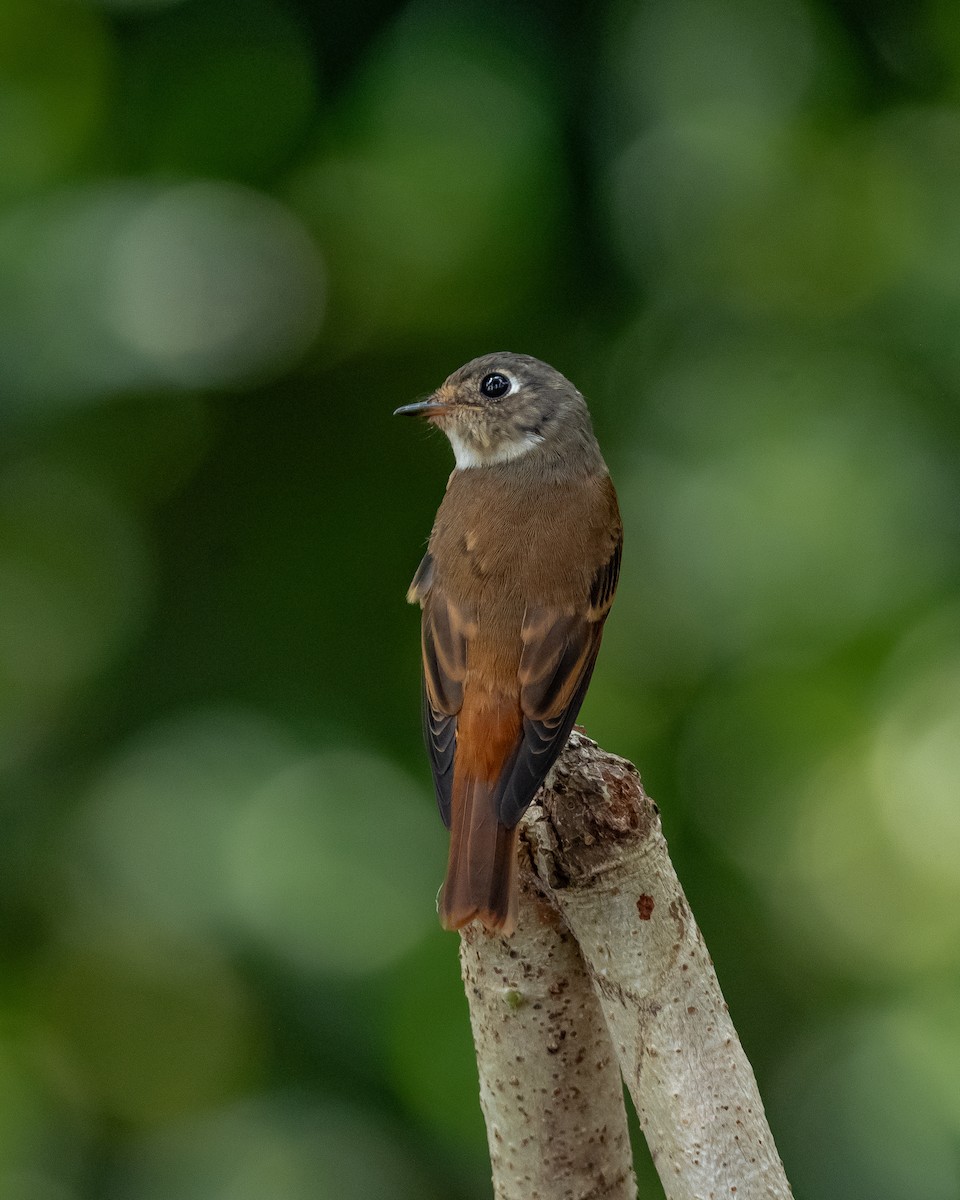 Ferruginous Flycatcher - ML611082664