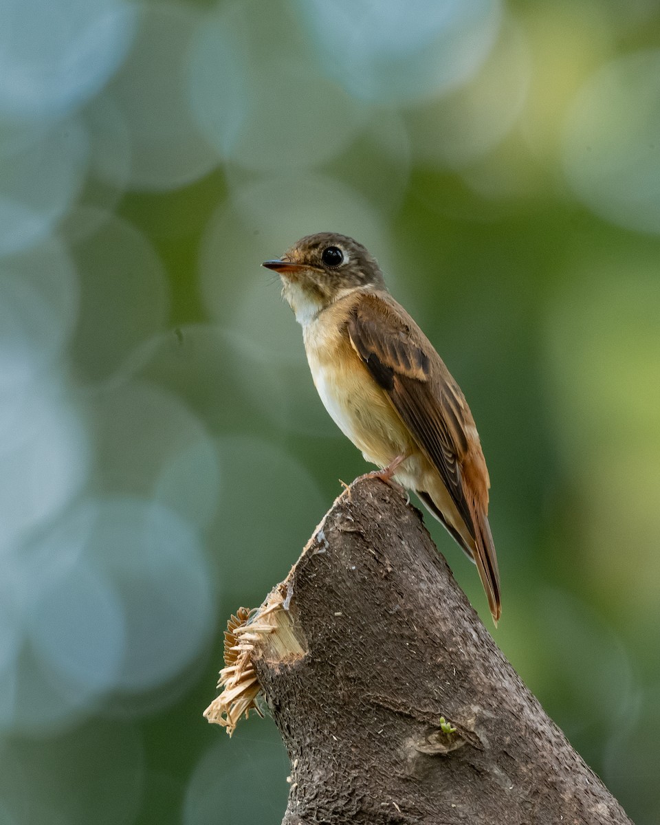 Ferruginous Flycatcher - Yan Ze Ng