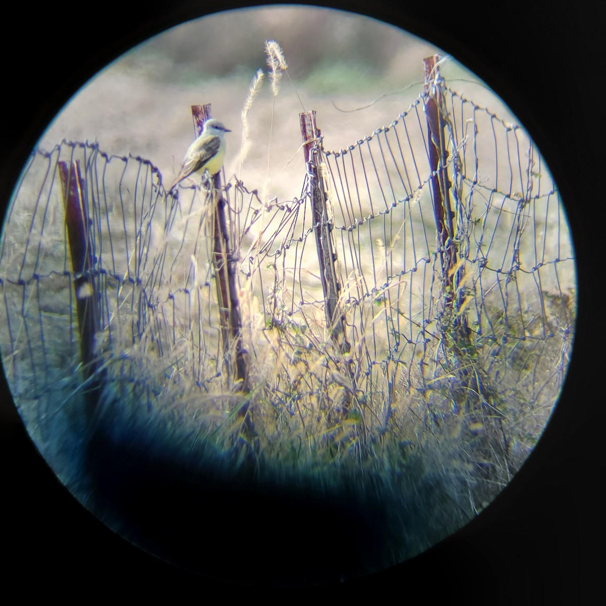 Western Kingbird - ML611082670