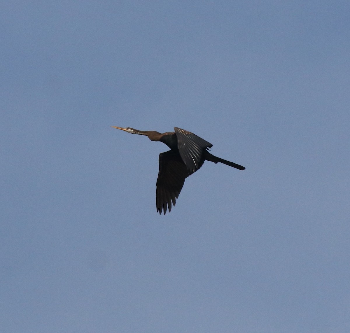 Oriental Darter - ML611082742