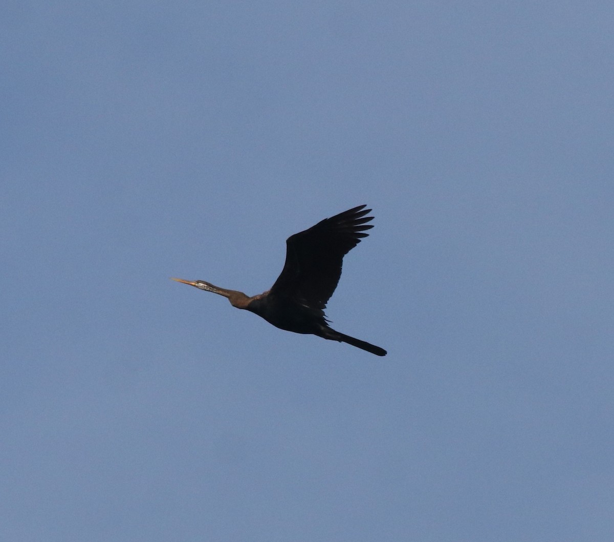 Anhinga Asiática - ML611082743