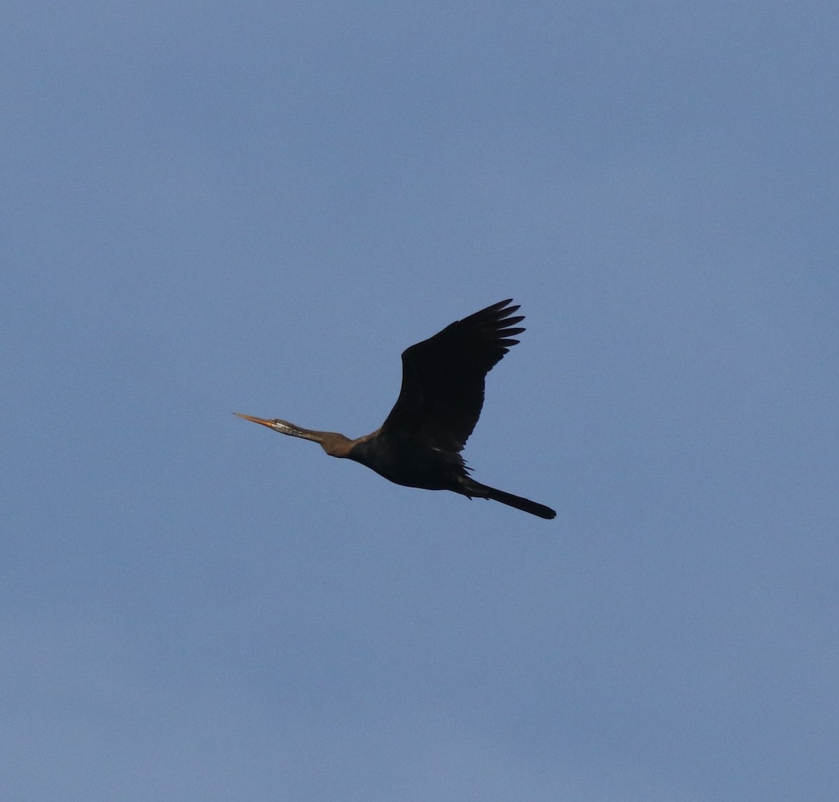 Oriental Darter - ML611082744