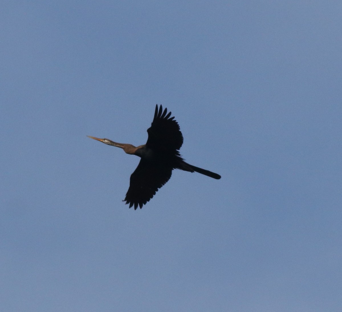 Oriental Darter - ML611082746