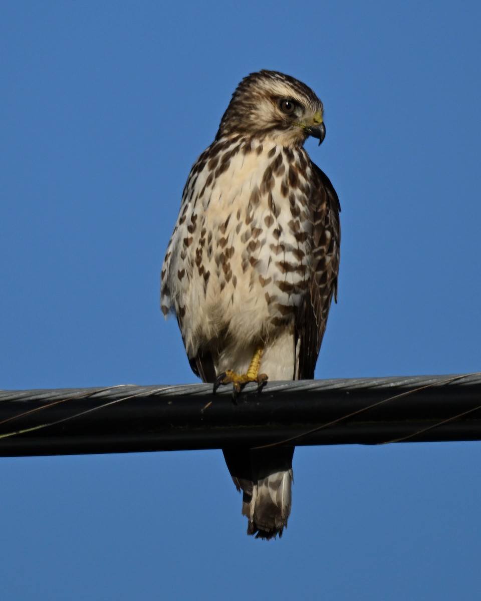 Broad-winged Hawk - ML611082793