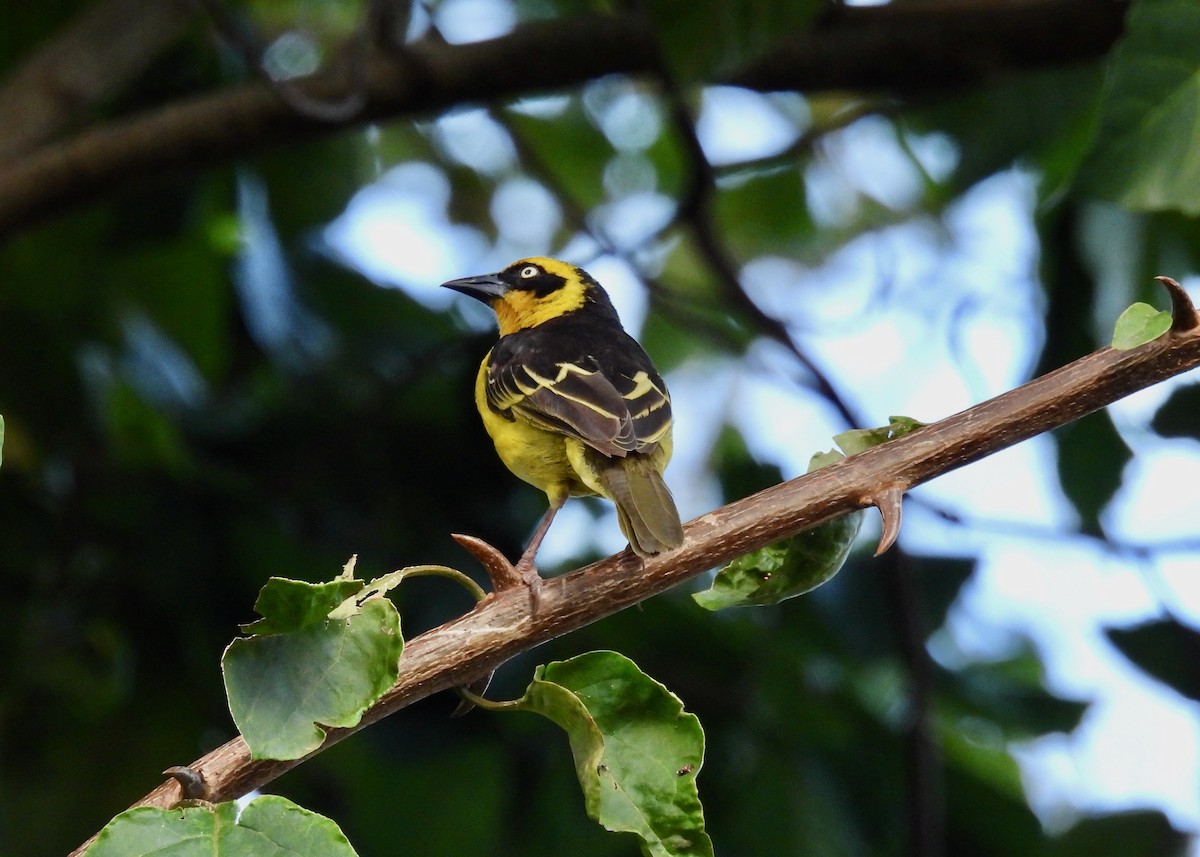 Baglafecht Weaver - ML611082842