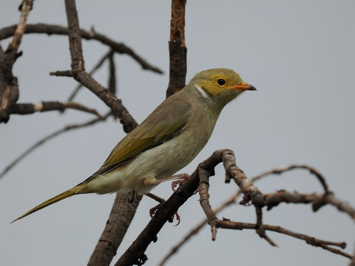 White-plumed Honeyeater - ML611082953