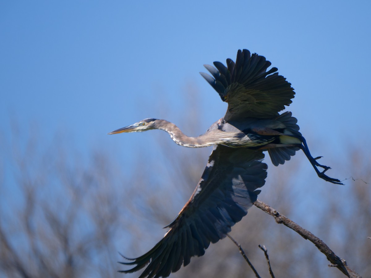 Great Blue Heron - ML611083013