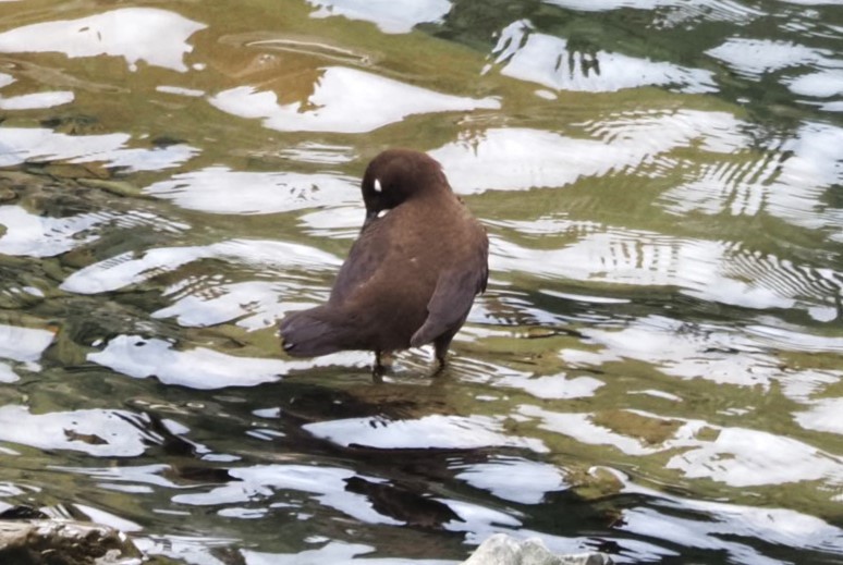 Brown Dipper - ML611083029