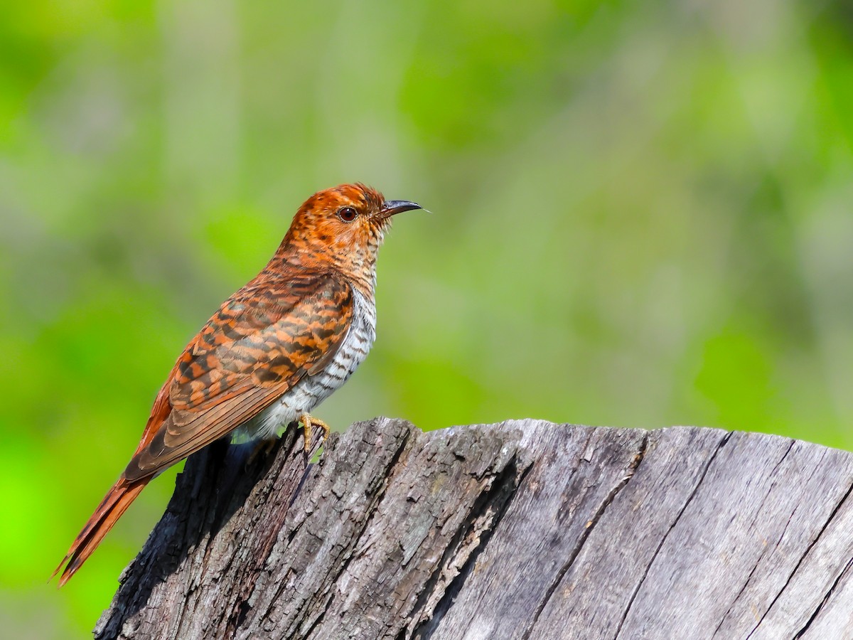 Gray-bellied Cuckoo - ML611083064