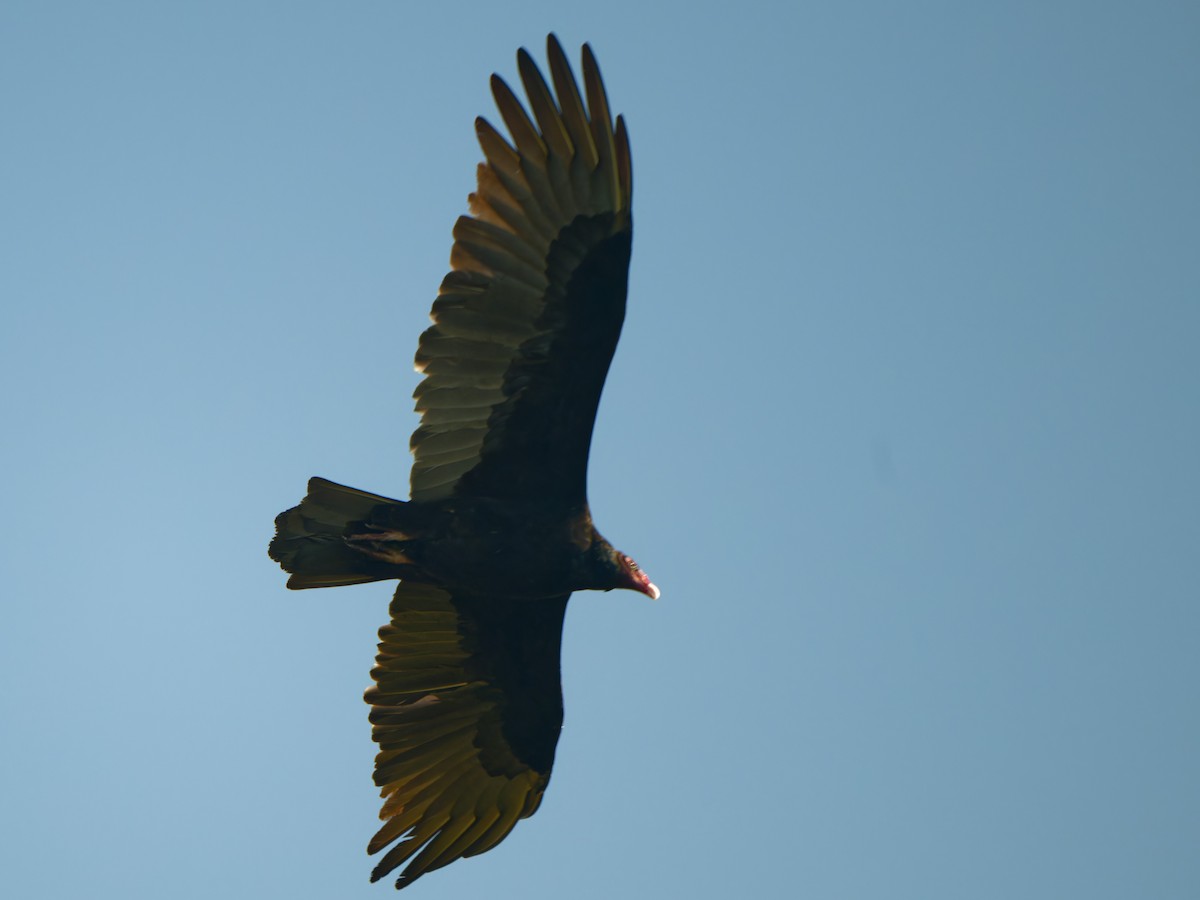 Turkey Vulture - ML611083081