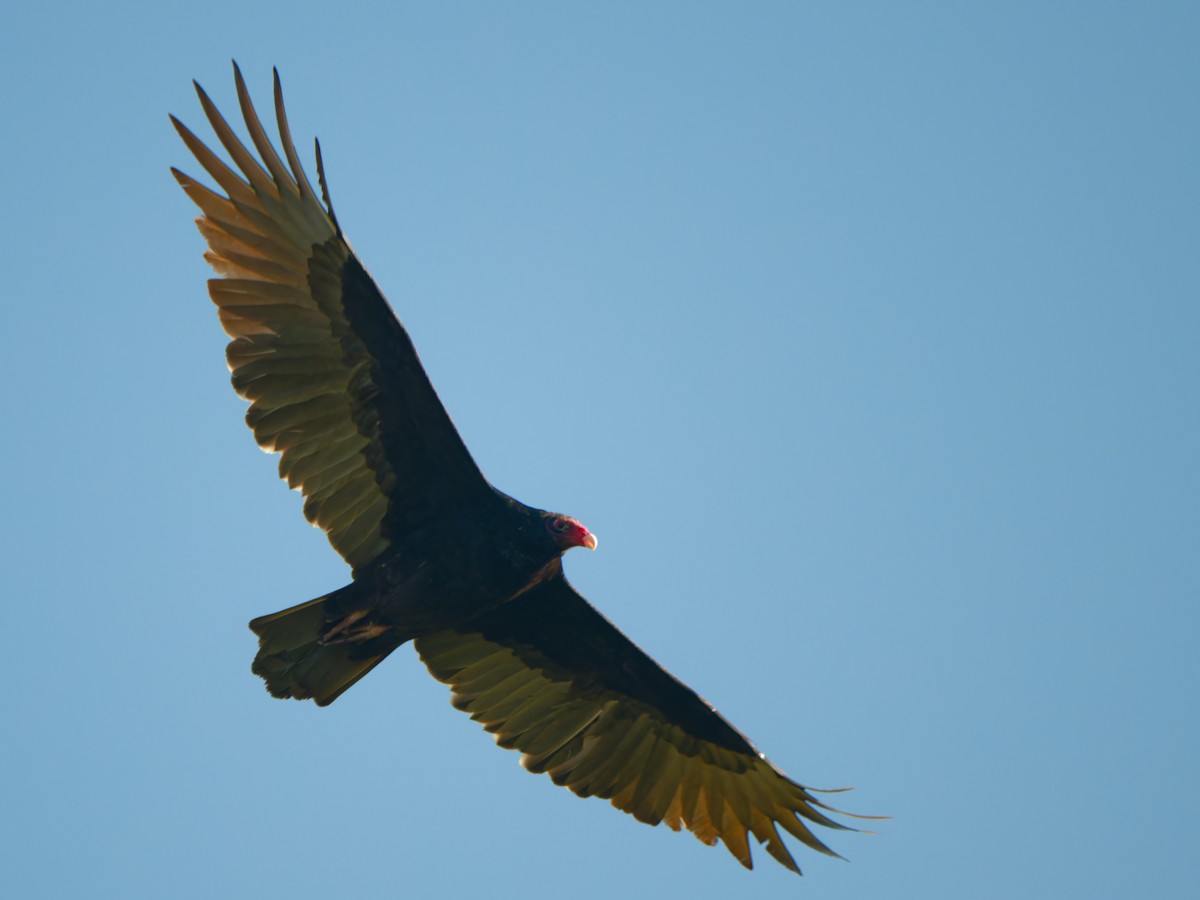 Turkey Vulture - ML611083082