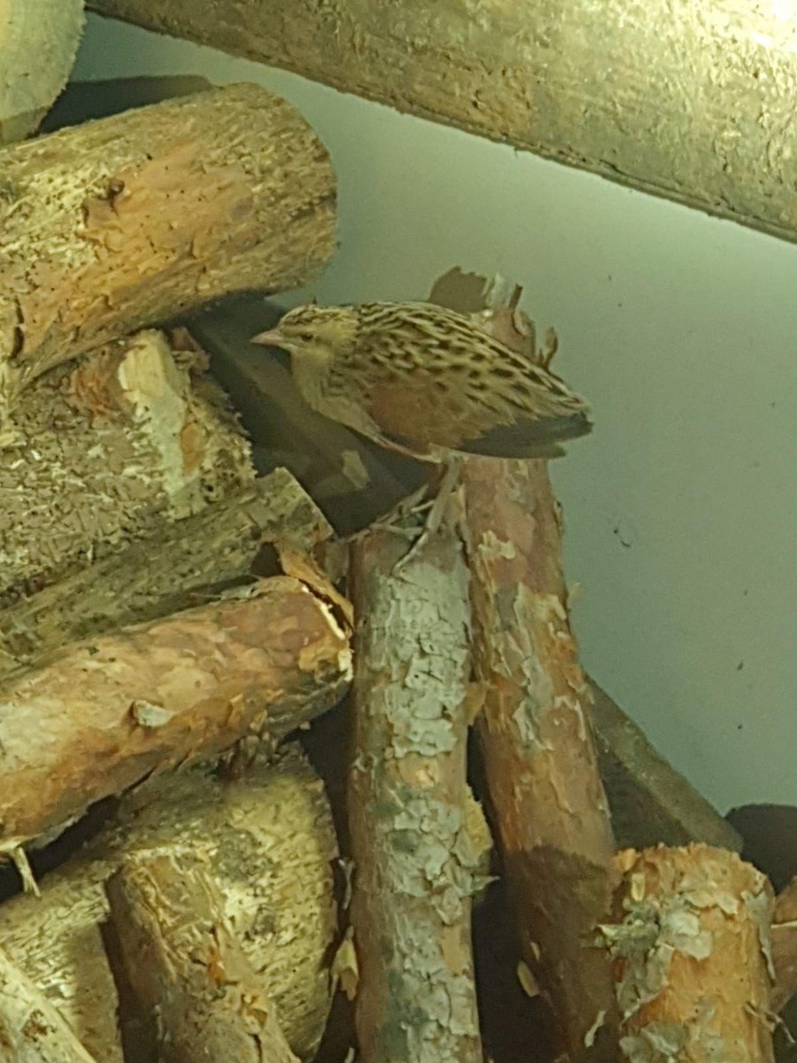 Corn Crake - Datos Aves Cuenca