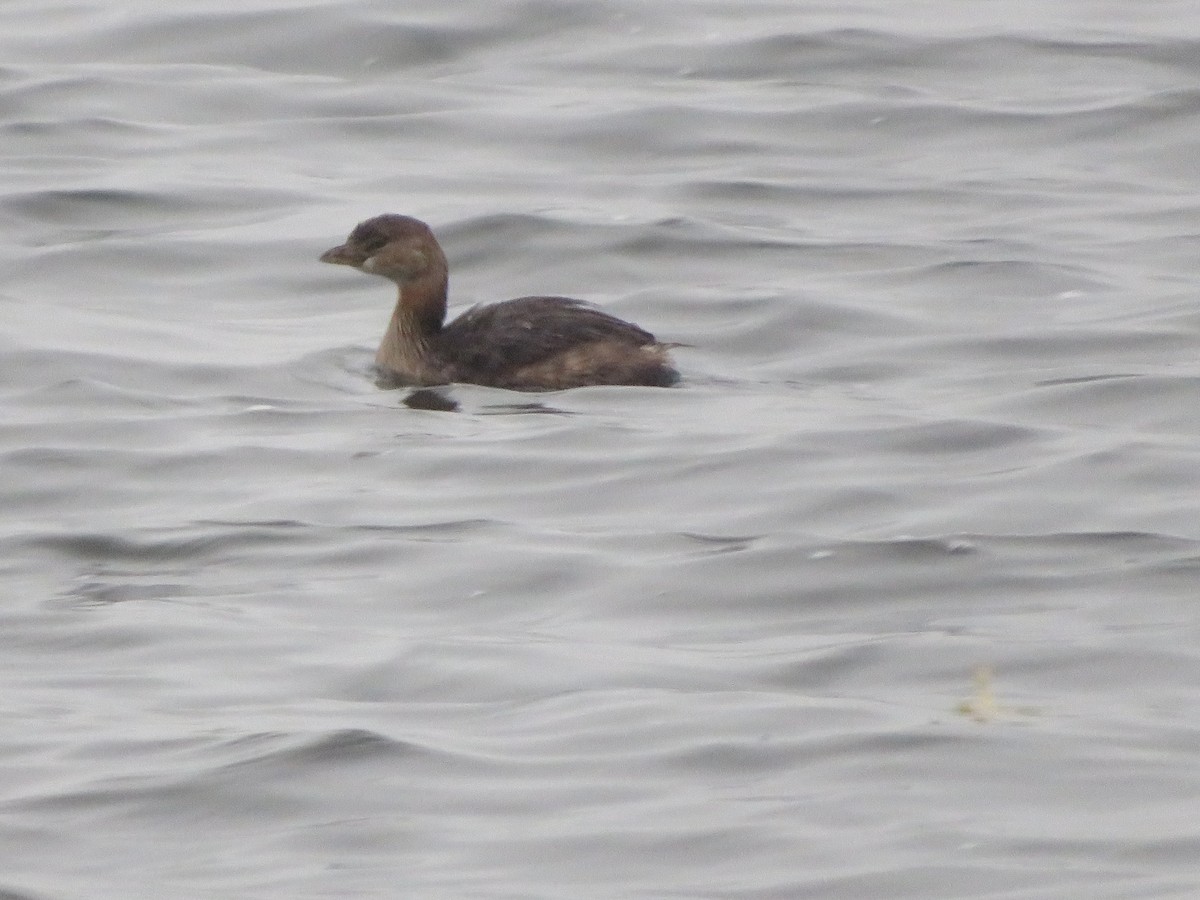 Pied-billed Grebe - ML611083187