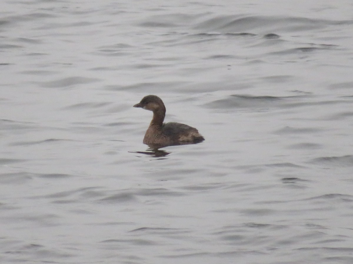 Pied-billed Grebe - ML611083188