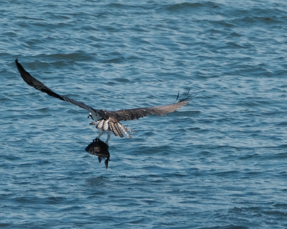 Águila Pescadora - ML611083238